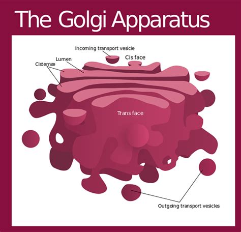 Perbedaan antara peralatan Golgi dan retikulum endoplasma | Prodiffs