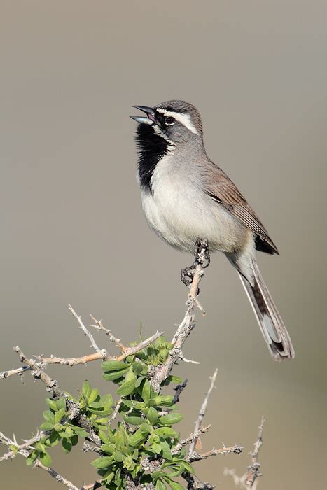 Black-throated Sparrow 6