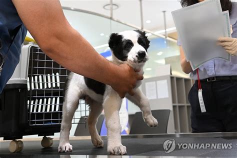 투르크 최고지도자가 선물한 알라바이 한국 검역 연합뉴스