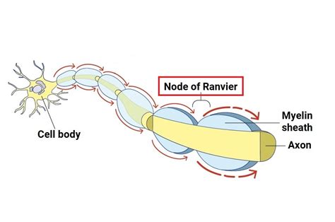 The Gap In The Myelin Sheath On The Axon Of Certain Neurons Is Called