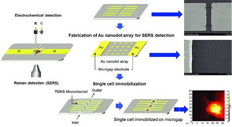 Schematic Diagram Of The Immobilization Of A Single Cell On The Download Scientific Diagram