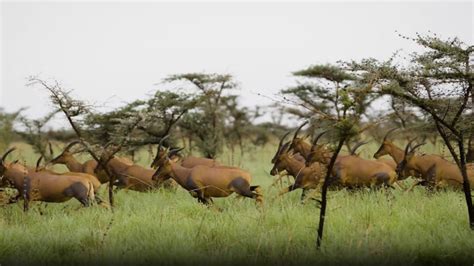 South Sudans Epic Effort To Protect The Worlds Largest Mammal