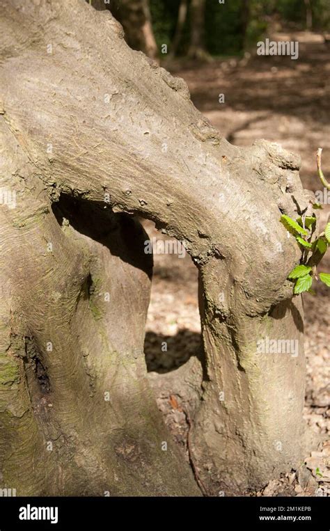 Twisted Hornbeam Carpinus Betulus Queens Wood Highgate London Uk