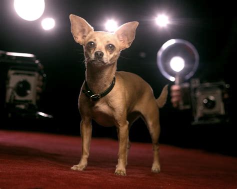 gidget taco bell dog net worth