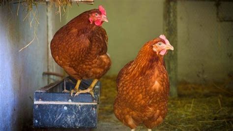 How To Treat Vent Gleet In Chickens E39