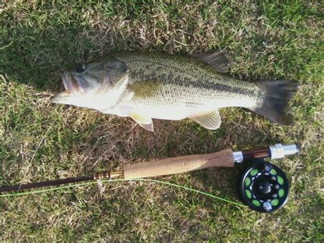 Fishing Planet Everglades Unique Largemouth Bass Klklvin