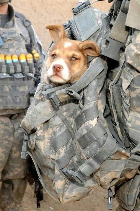 Pin By Pam On Us Military Military Dogs Military Working Dogs War Dogs