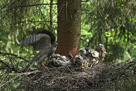 Sperber Accipiter nisus aus Vögel p5680 fokus natur de