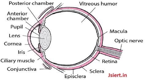 Structure And Function Of The Human Eye Jsiert