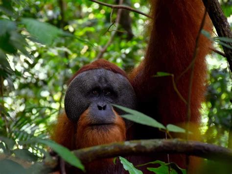 Day Trek Bukit Lawang Sumatra Trekking Sumatra Ecotravel