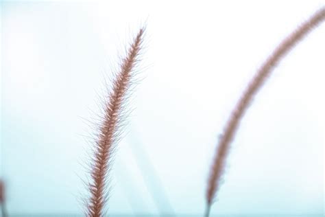 Brown Plant in Close Shot · Free Stock Photo