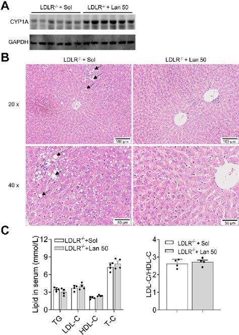 Cyp1a Induction Reversed Hepatic Lipidosis Of Ldlr Knockout Rats A Download Scientific