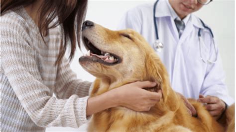 Benefits Of Neutering Or Spaying A Dog