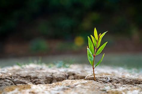 Small Green Growing Plant On Cracked Dry Soil Global Warming Concept