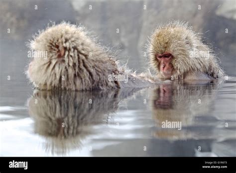 Japanese Snow Monkey Monkey Hot Steam Bath Macaque Monkeys Stock Photo Alamy