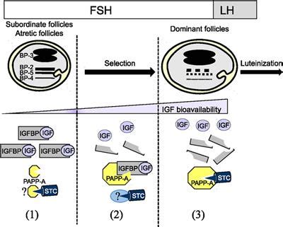 Frontiers Insulin Like Growth Factor Binding Proteins And Igfbp