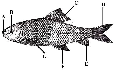 Class Osteichthyes Labeo