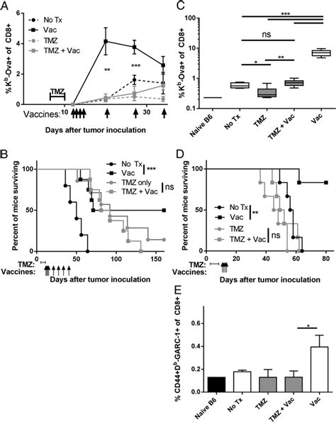 Tmz Exposure Leads To Inhibition Of Immune Responses In Tumorbearing