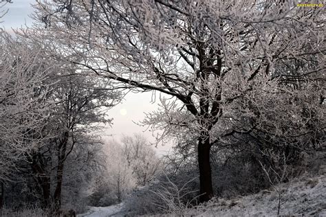 Tapety zdjęcia Zima Szron Śnieg Drzewa