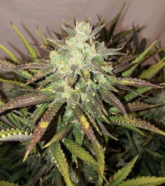 Auto Gorilla Glue Seeds Philosopher Seeds THC 20