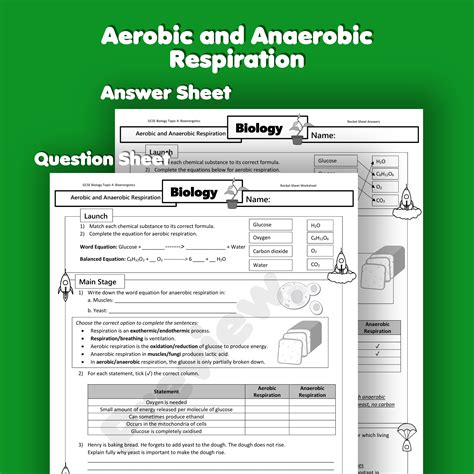 Free aerobic respiration worksheet, Download Free aerobic respiration