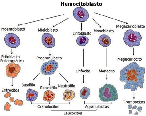 Hematopoyesis Esquema Hot Sex Picture