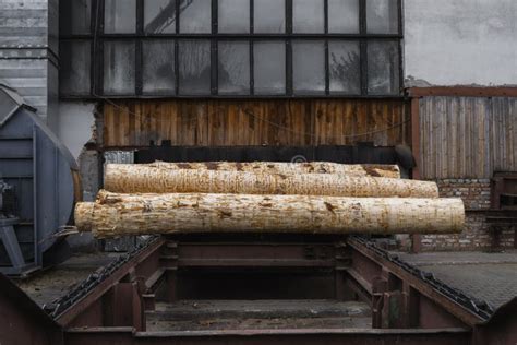 A Pile of Logs Lie on a Forest Platform, a Sawmill. Processing of ...