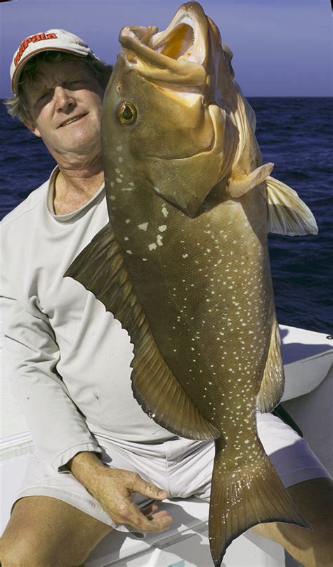 Gulf of Mexico, Fl grouper tactics. - Canadian Sportfishing