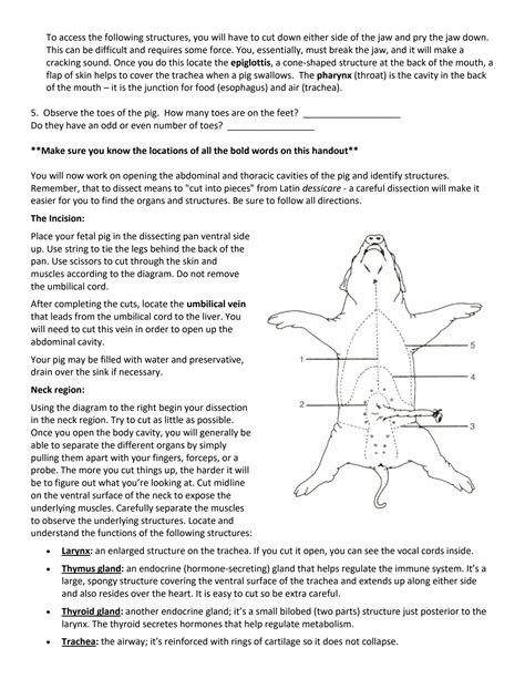 Solution Lab 8 11 Fetal Pig Dissection Studypool