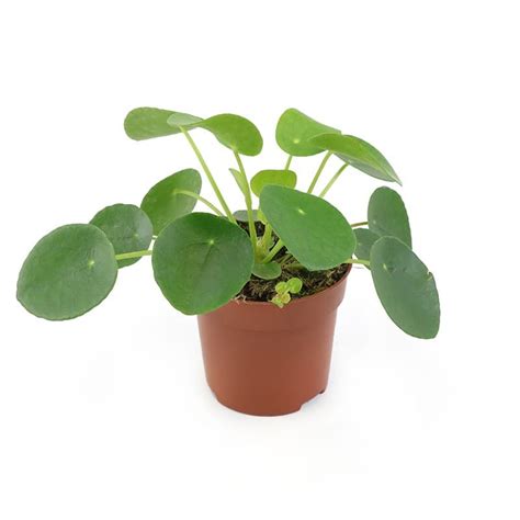 Pilea Peperomioides Foliage Houseplants Tates