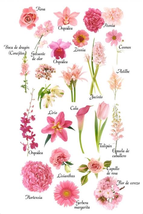 Related Keywords And Suggestions For Nombres De Las Flores