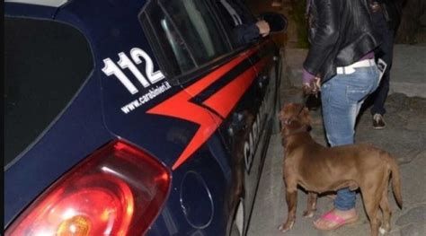 Pitbull Aggredisce Una Bimba Intervengono I Carabinieri A Canepina