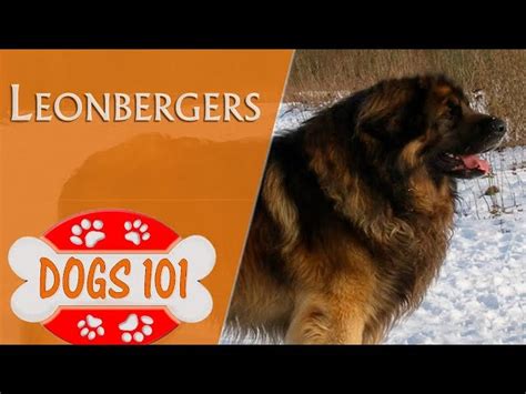 Leonberger Collie Mix