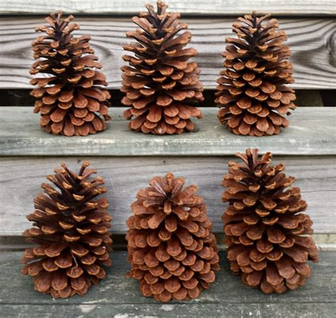 Pine Cones Set Of 6 Extra Large Virginia Pinecones For Crafts Wreaths