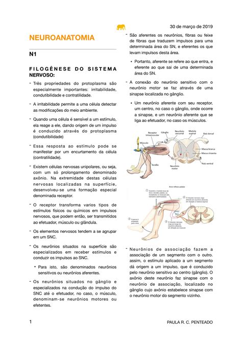 Solution Neuroanatomia Studypool