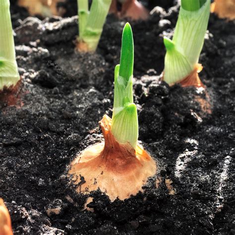 how to plant onion sets 6