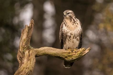 Birds Of Prey In Ireland The Complete Guide