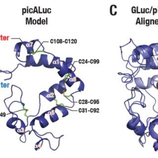 Picaluc Sequence And Structural Features A Cartoon Representation Of