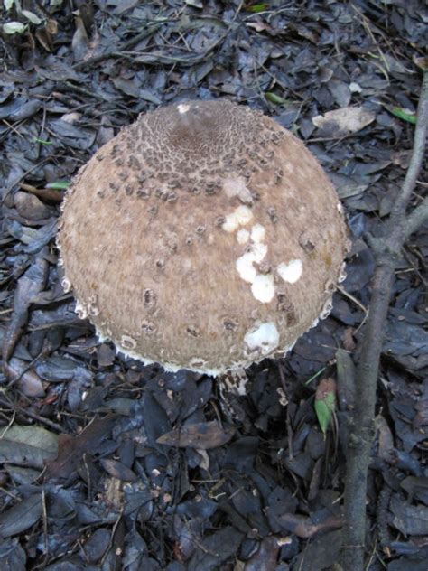 Huge Mushroom Ventnor Botanical Gardens On The Isle Of Wig Leonora