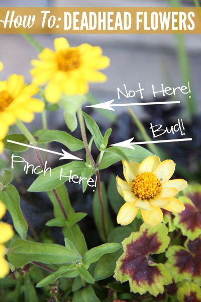 How To Deadhead Flowers Deadheading Flowers Container Plants