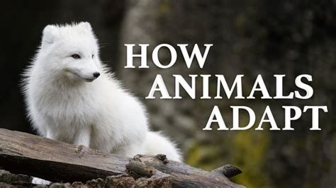 Animal Adaptations (Junior) Video & Resources | ClickView