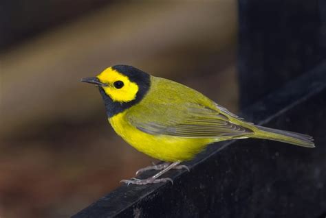 29 Yellow Birds In Maryland Id And Song Guide