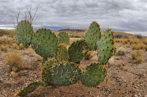 High Desert Prickly Pear ในป 2022