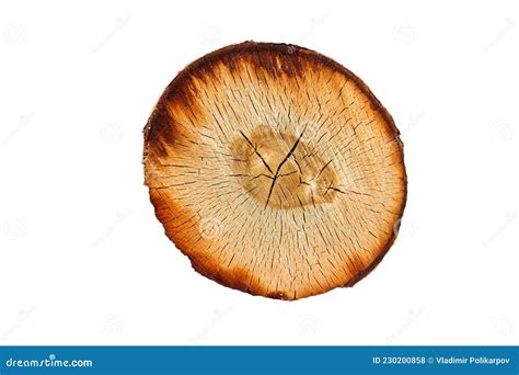 Birch Log Cut Isolated On White Background Stock Photo Image Of White