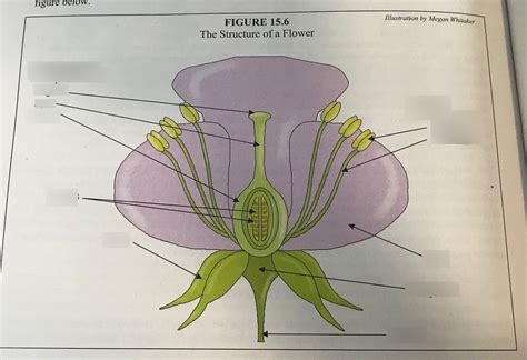 Apologia Biology Module Pt Diagram Quizlet