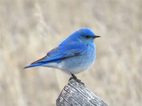 Mountain Bluebird — Mountain Bluebird Trails Conservation Society