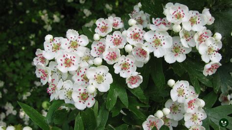 Hawthorn Flower Meaning: Colors, Symbolism & Secrets