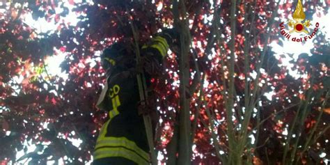 Vibo Gattino Bloccato Su Un Albero Salvato Dai Vigili Del Fuoco E