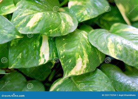 Money Plant Leaf Plant Image Stock Photo Image Of Heart Natural