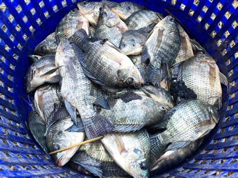 Tilapia Fish In A Market Stock Image Image Of Market